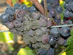 gray mold in vineyards thanks to B. cinerea