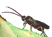 cotesia congregata