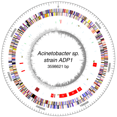 Acinetobacter ADP1
