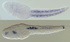 Oikopleura dioica's larva