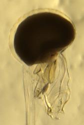Oikopleura dioica adult male