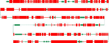 extreme compactness of the Oikopleura dioica genome