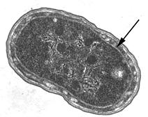 Electron micrograph of Synechococcus sp. WH7803