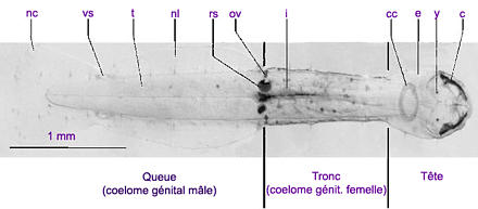 Spadella cephaloptera