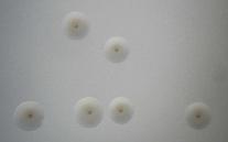 Mycoplasma agalactiae