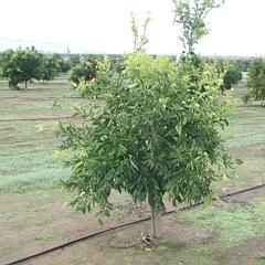 culture of Citrus fruits
