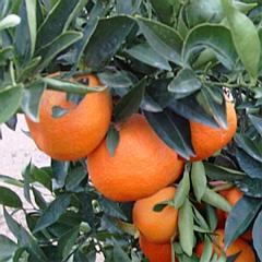 Citrus fruits
