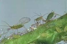 aphids