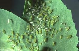 aphids colonies