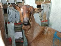 French Alpine chamoise goat