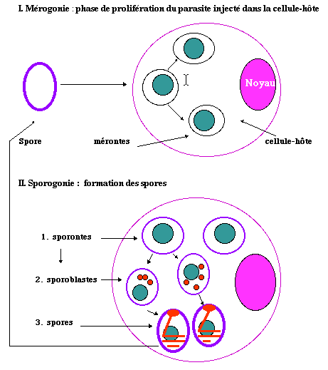 Both phases of development