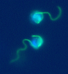 Ectocarpus gametes
