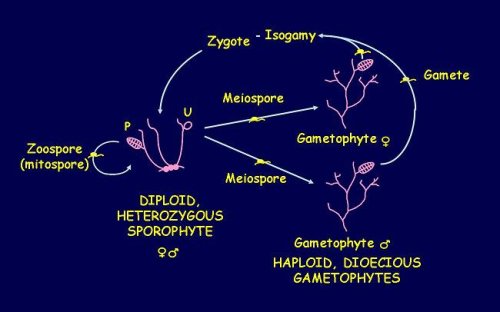 Cycle d'Ectocarpus