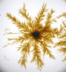 Ectocaropus sporophyte