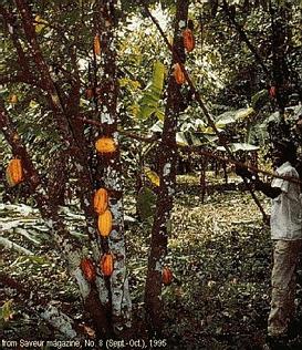 cacao tree
