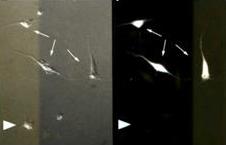 cone-enriched cultures