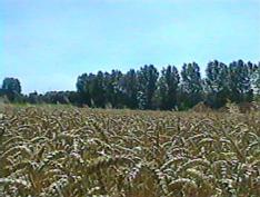 field of wheat