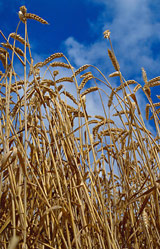 wheat