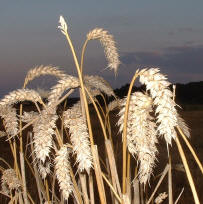 wheat's picture