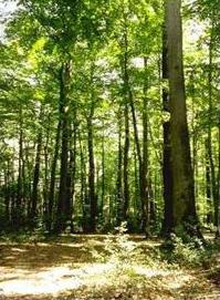 picture of oaks