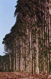 photo d'eucalyptus