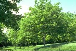 Picture of walnut trees