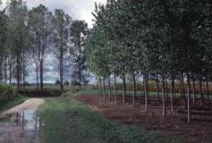 picture of poplars