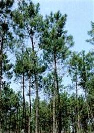 Picture of maritime pine