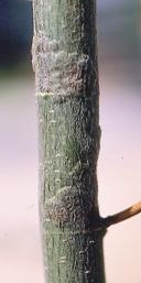 Stem nodule
