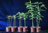 Loss of photosynthetic function during symbiosis