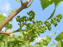 young grapes