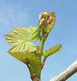 bud