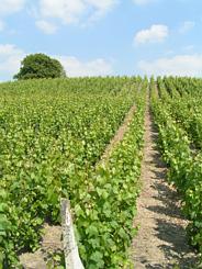grapevine rows