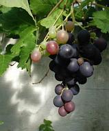 photo of
a grap of Vitis vinifera