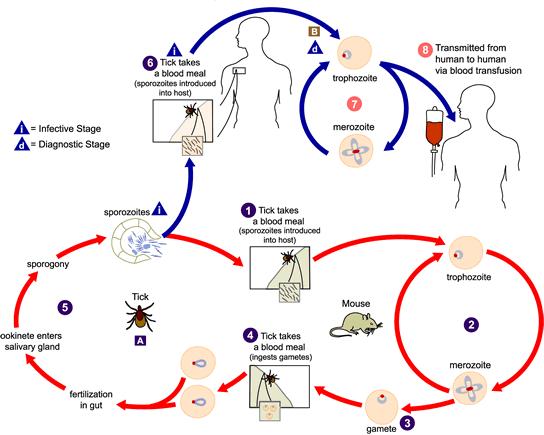Life cycle of Babesia microti