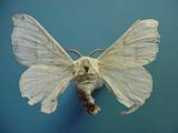 bombyx mori