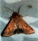 helicoverpa armigera