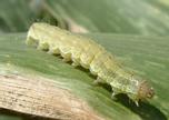 Helicoverpa armigera larvae