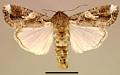 Spodoptera frugiperda