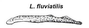 L. fluviatilis