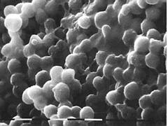 Biofilm formed by Staphylococcus xylosus