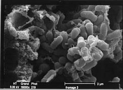 Propioibacterium freudenreichii in Emmental cheese