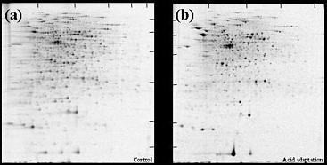 The proteome of Propionibacterium freudenreichii