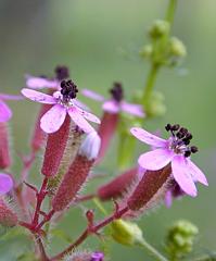 Silene acaulis infected by 
 Microbotryum violaceum