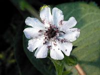 Silene latifolia infected by
 Microbotryum violaceum