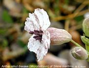 Silene maritima infected by 
 Microbotryum violaceum
