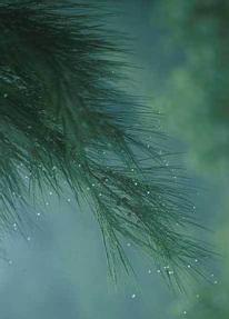 Branch of Filao