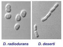 D. radiodurans and D. deserti's cells