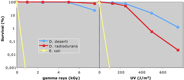 Resistance to gamma and UV radiations