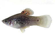Le platy Xiphophorus maculatus
